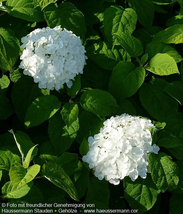 Schneeball-Hortensie 'Strong Annabelle' (Hydrangea arbor.)