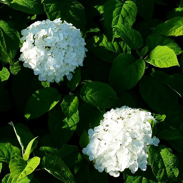 Schneeball-Hortensie 'Strong Annabelle' (Hydrangea arbor.)