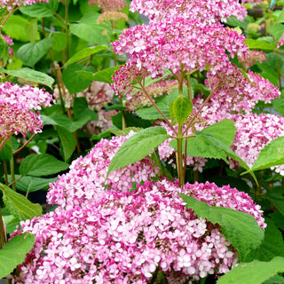 Schneeball-Hortensie 'Sweet Annabelle' (Hydrangea arbor.)