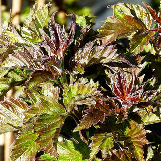 Schneeball 'Onondaga' (Viburnum sargentii)