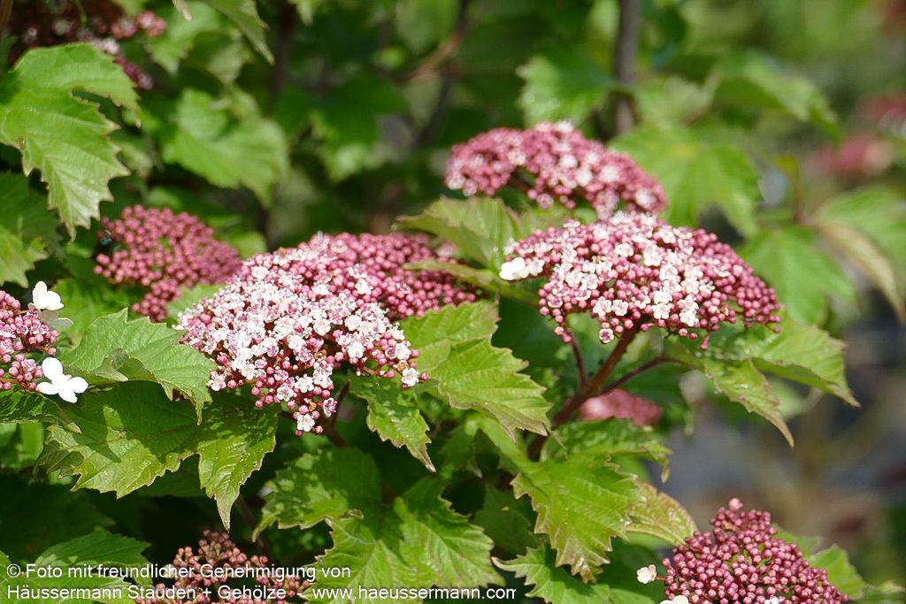 Schneeball 'Onondaga' (Viburnum sargentii)