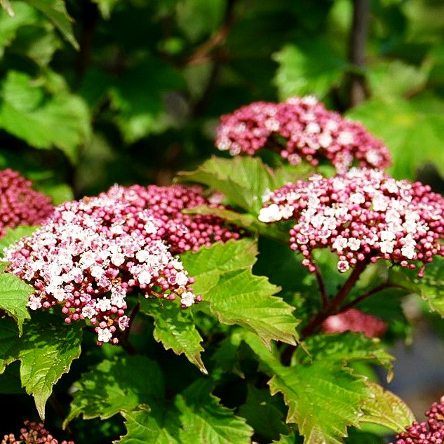 Schneeball 'Onondaga' (Viburnum sargentii)
