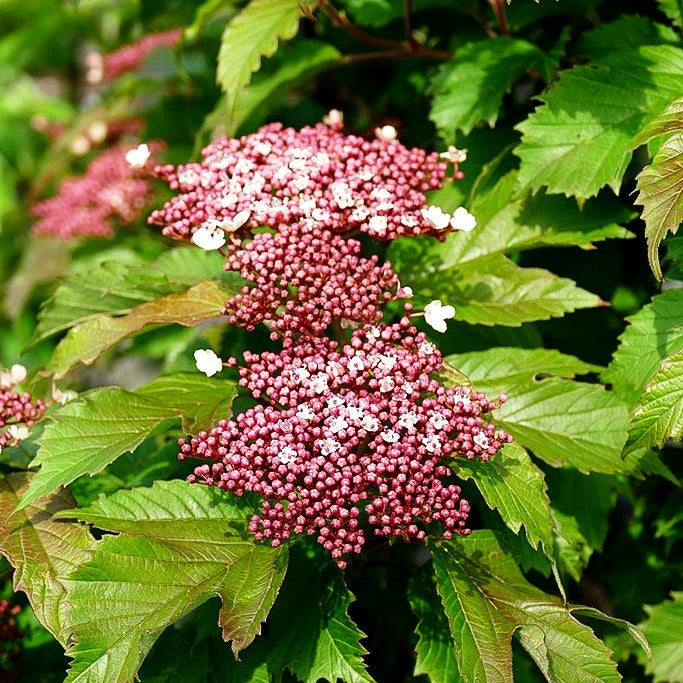 Schneeball 'Onondaga' (Viburnum sargentii)