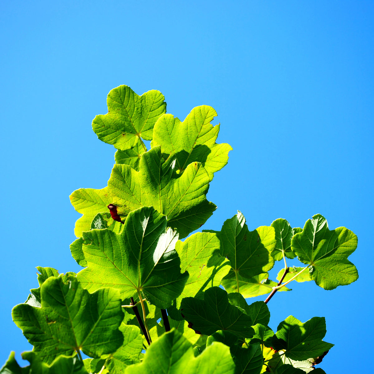 Schneeballahorn (Acer opalus)