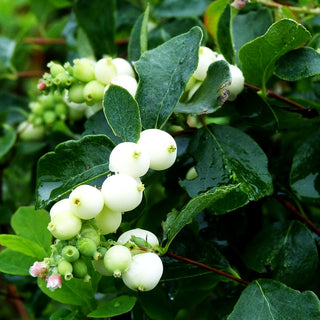 Schneebeere 'White Hedge' (Symphoricarpos albus laevigat.)