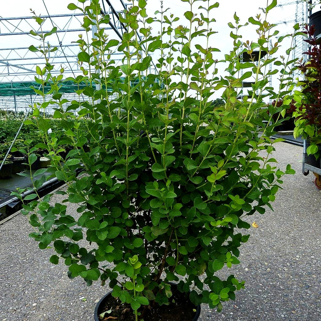 Schneebeere 'White Hedge' (Symphoricarpos albus laevigat.)