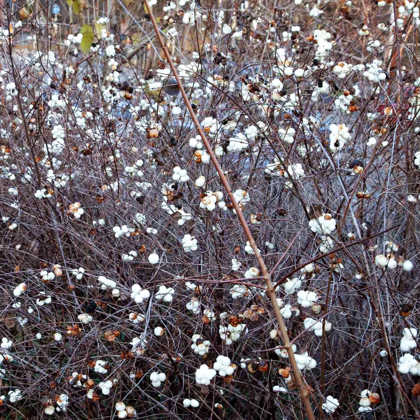 Schneebeere 'White Hedge' (Symphoricarpos albus laevigat.)