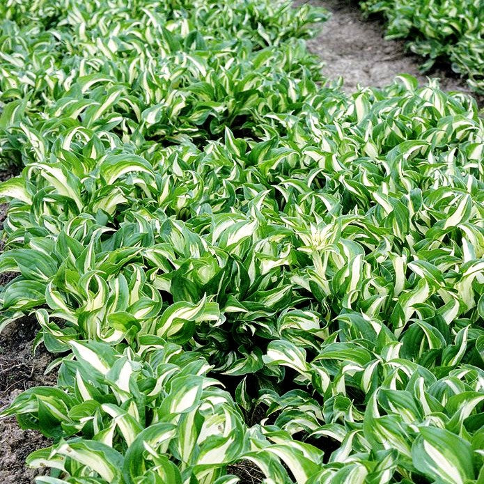 Schneefeder-Funkie 'Univittata' (Hosta undulata)