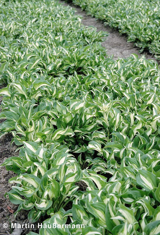 Schneefeder-Funkie 'Univittata' (Hosta undulata)