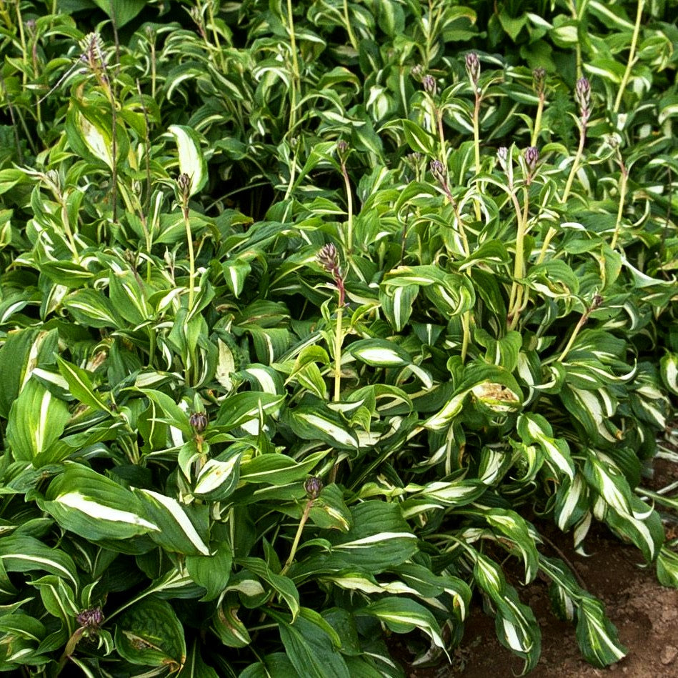 Schneefeder-Funkie 'Univittata' (Hosta undulata)
