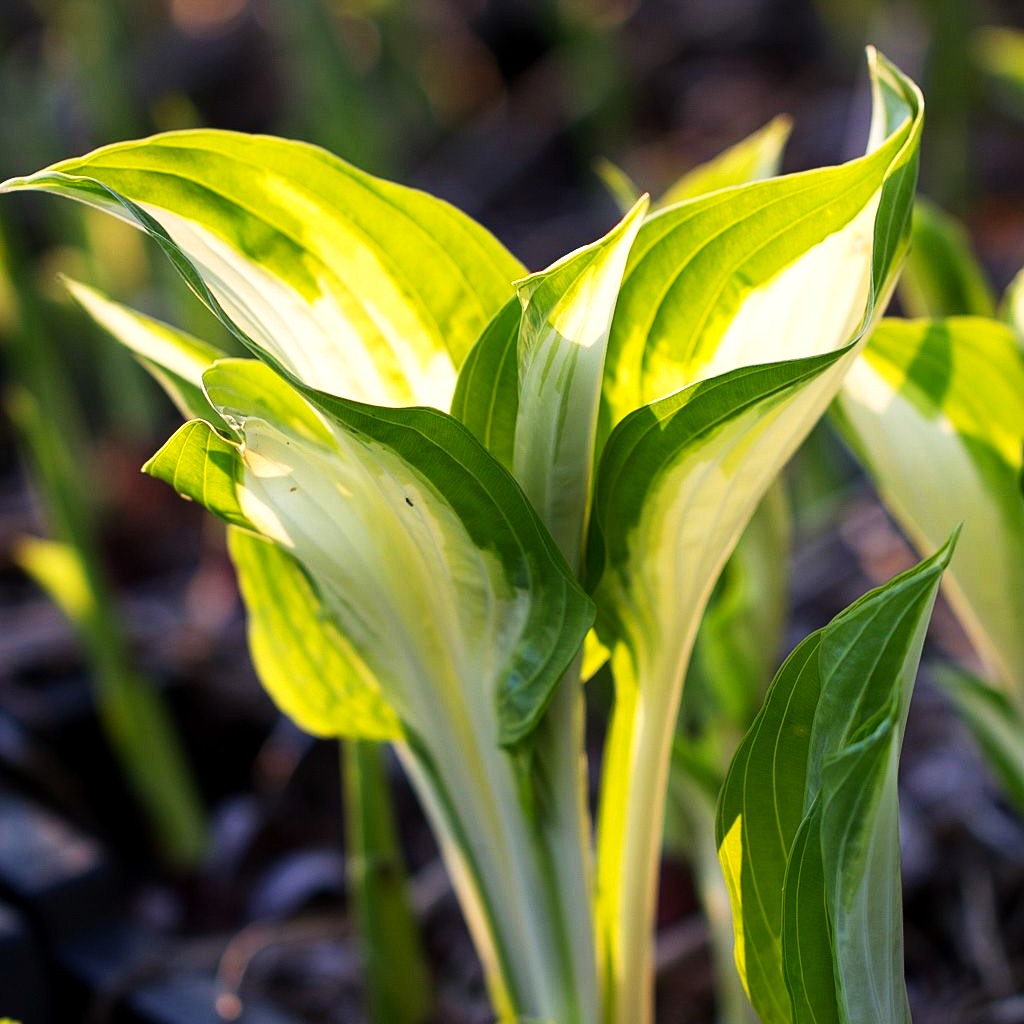 Schneefeder-Funkie 'Univittata' (Hosta undulata)