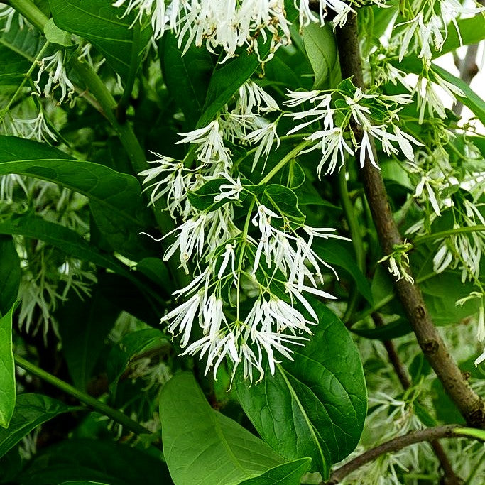 Schneeflockenstrauch (Chionanthus virginicus)