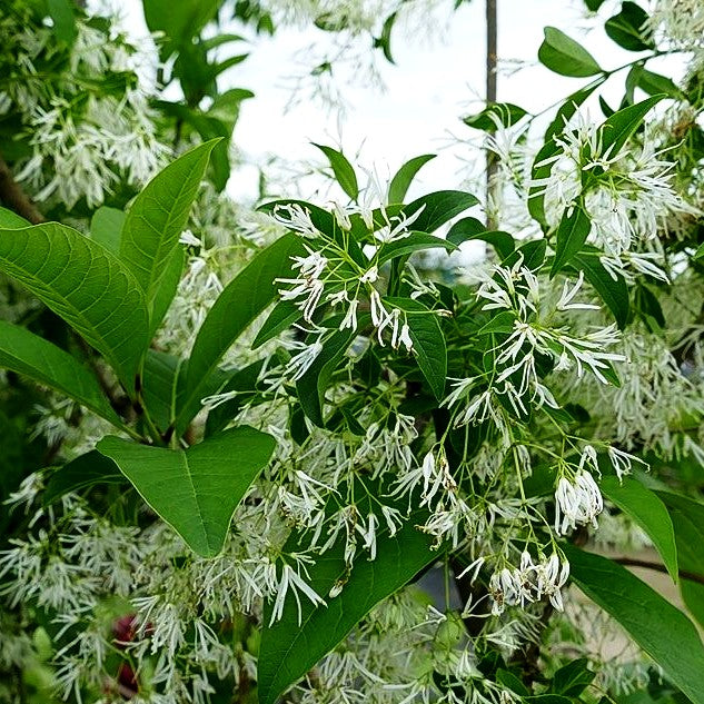 Schneeflockenstrauch (Chionanthus virginicus)