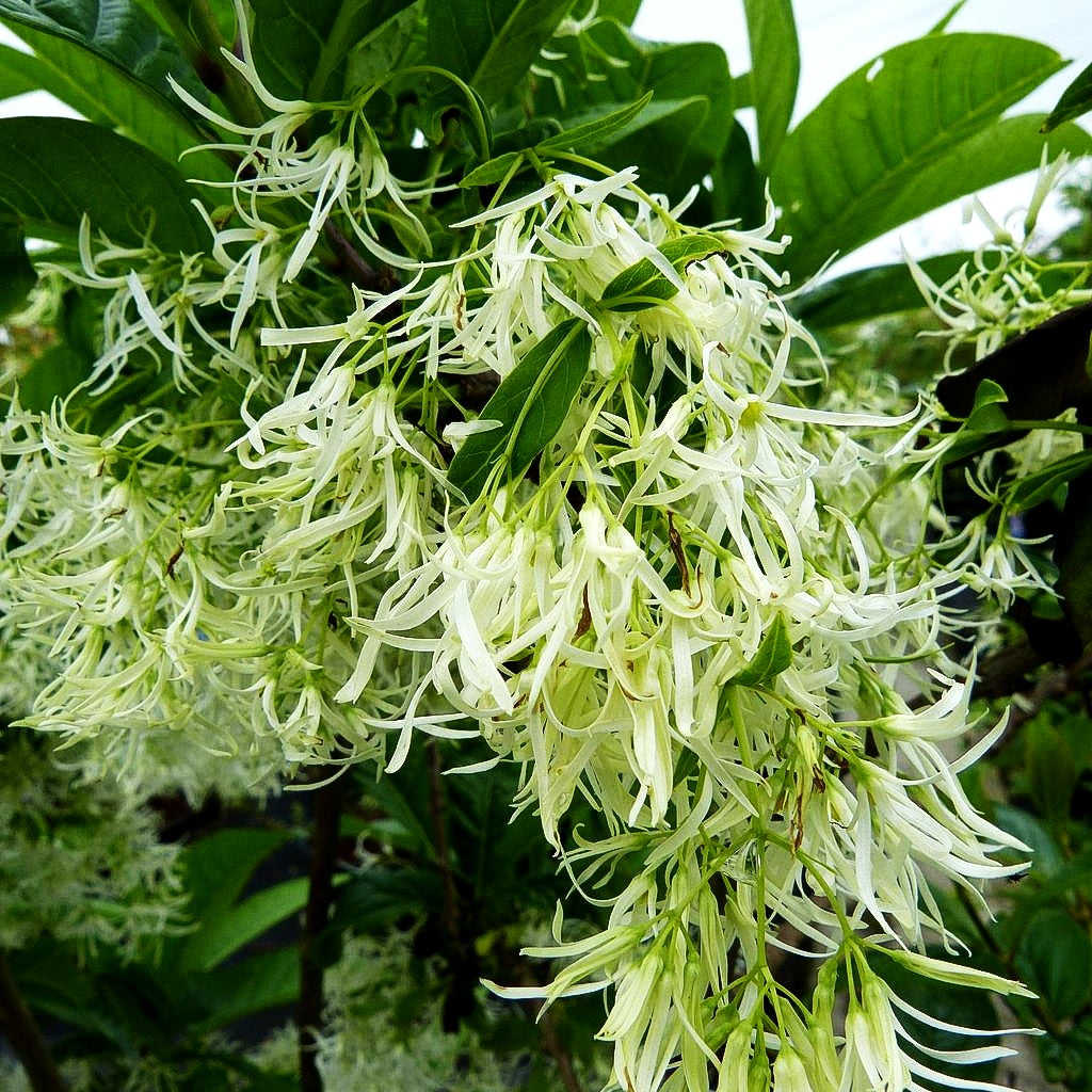 Schneeflockenstrauch (Chionanthus virginicus)