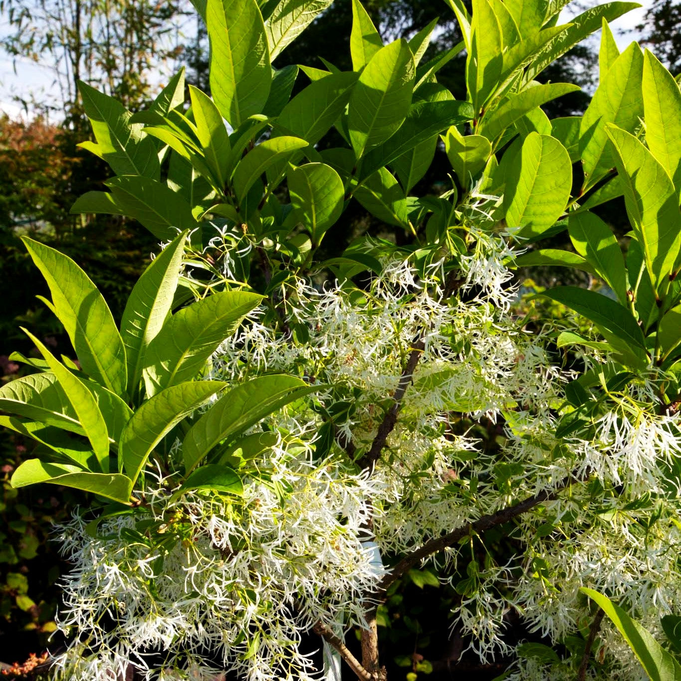 Schneeflockenstrauch (Chionanthus virginicus)