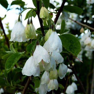 Schneeglöckchenbaum (Halesia carolina)
