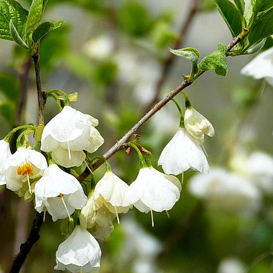 Schneeglöckchenbaum (Halesia carolina)