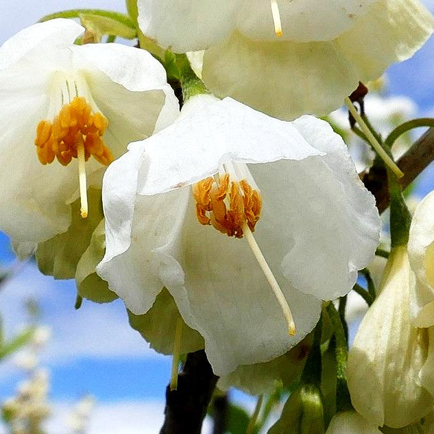 Schneeglöckchenbaum (Halesia carolina)