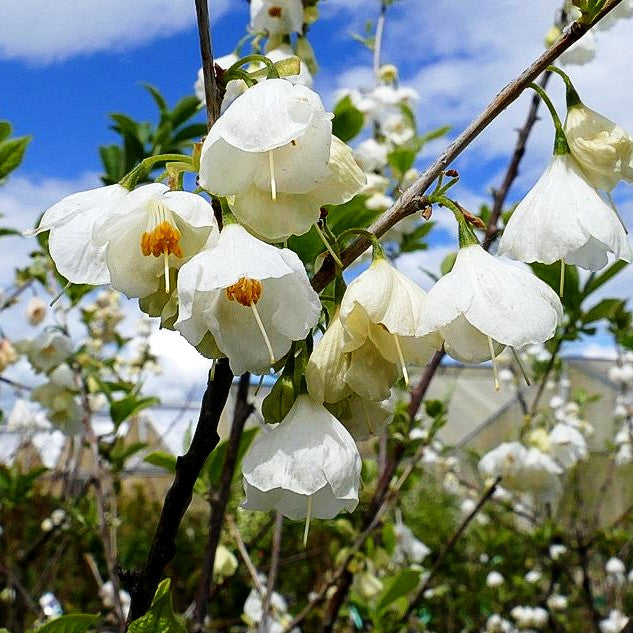 Schneeglöckchenbaum (Halesia carolina)