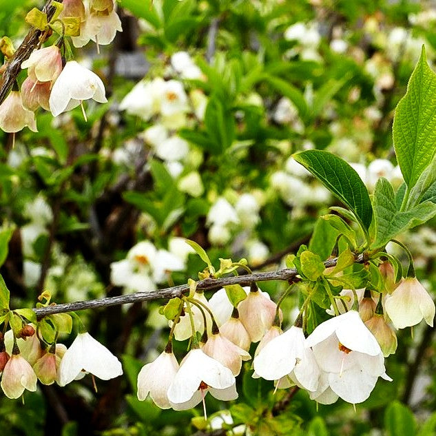 Schneeglöckchenbaum (Halesia carolina)