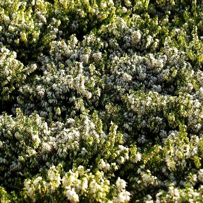 Schneeheide 'Isabell' (Erica carnea)