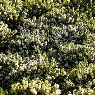 Schneeheide 'Isabell' (Erica carnea)
