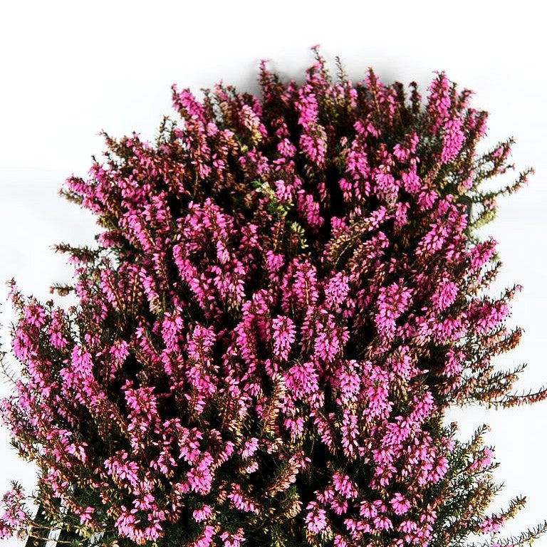 Schneeheide 'Myretoun Ruby' (Erica carnea)