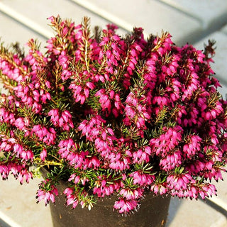 Schneeheide 'Nathalie' (Erica carnea)