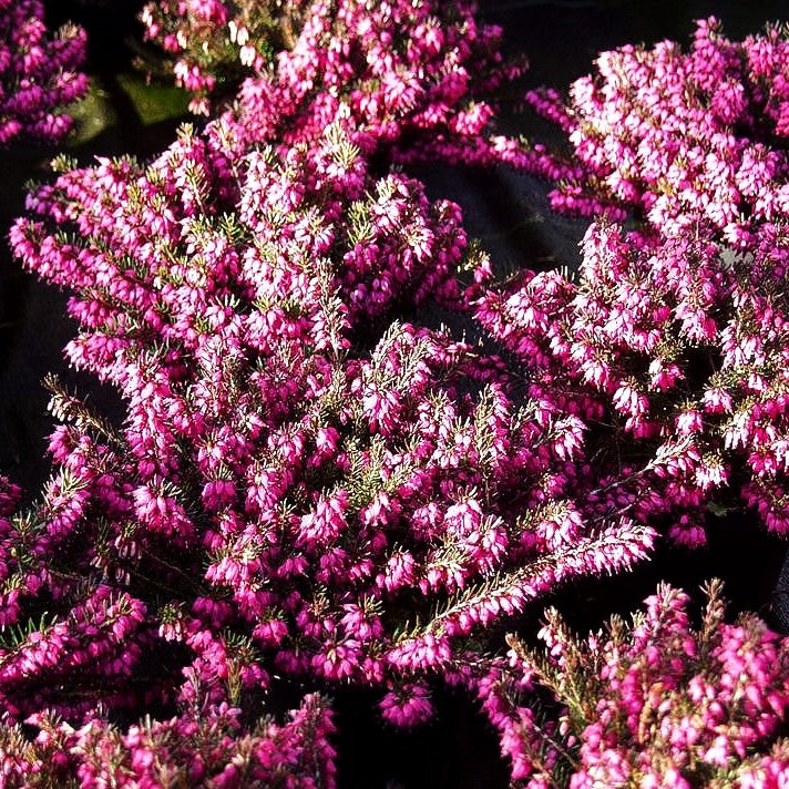 Schneeheide 'Nathalie' (Erica carnea)