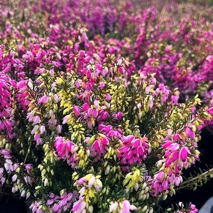 Schneeheide rosa 'Columbia' (Erica carnea)