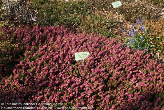 Schneeheide rosa 'Rosalie' (Erica carnea)