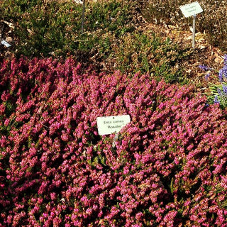Schneeheide rosa 'Rosalie' (Erica carnea)