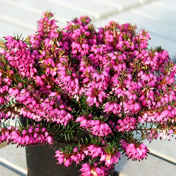 Schneeheide rosa 'Rosalie' (Erica carnea)