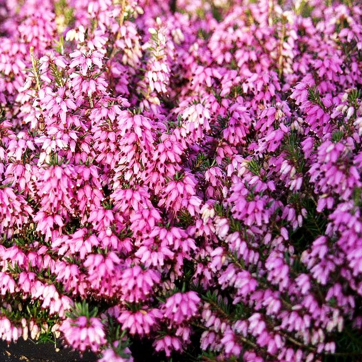 Schneeheide rosa 'Rosalie' (Erica carnea)
