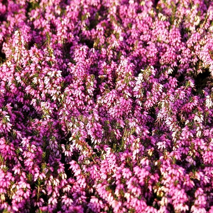 Schneeheide rosa 'Rosalie' (Erica carnea)