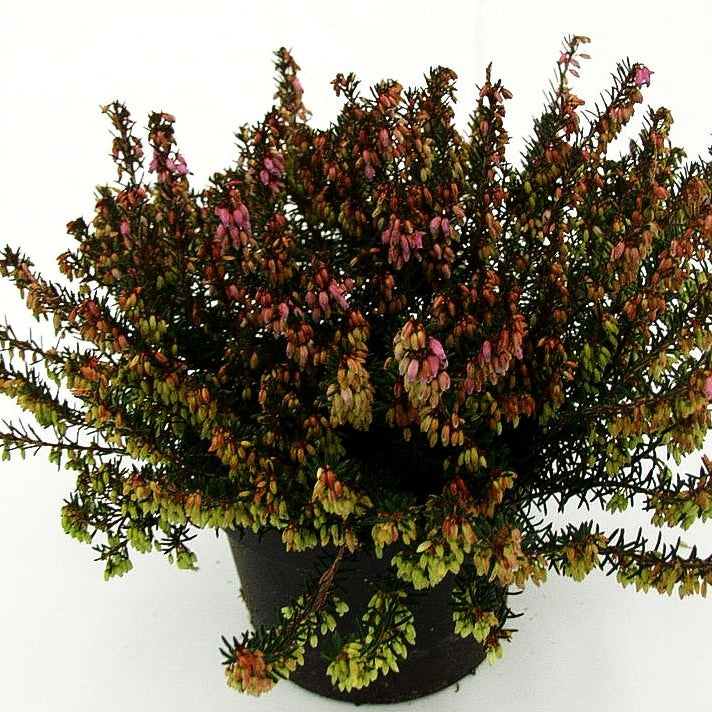 Schneeheide 'Rosantha' (Erica carnea)