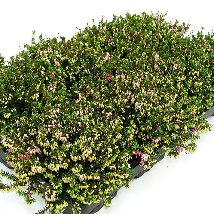 Schneeheide rot 'Winterfreude' (Erica carnea)