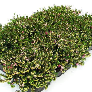 Schneeheide rot 'Winterfreude' (Erica carnea)