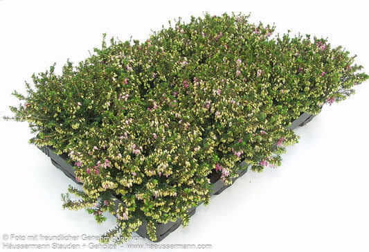 Schneeheide rot 'Winterfreude' (Erica carnea)