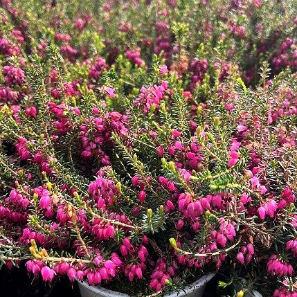 Schneeheide rot 'Winterfreude' (Erica carnea)