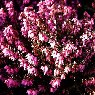 Schneeheide 'Wintersonne' (Erica carnea)