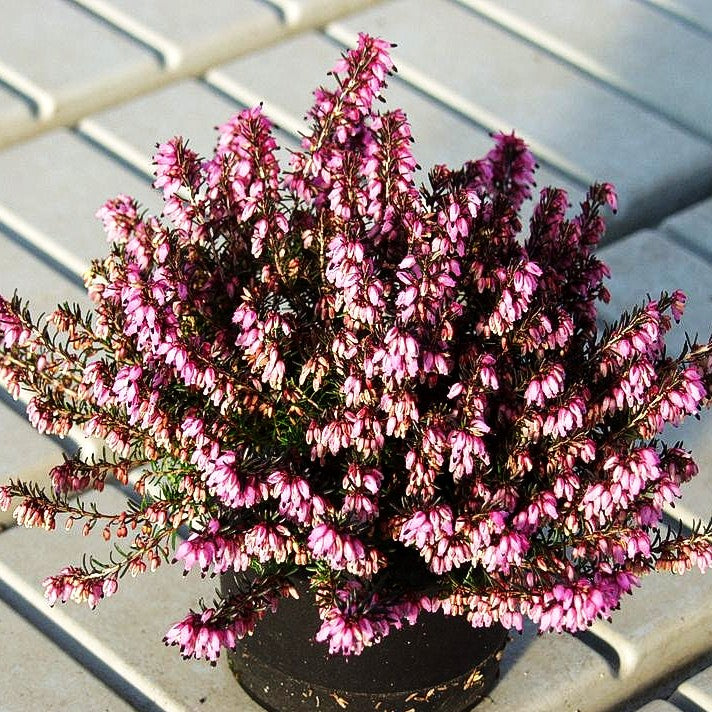 Schneeheide 'Wintersonne' (Erica carnea)