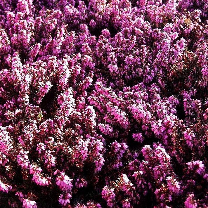 Schneeheide 'Wintersonne' (Erica carnea)
