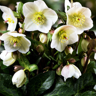Schneerose ' Ros.'Mia Marble' (Helleborus x gld. HGC Ice N)