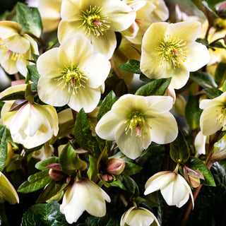 Schneerose ' Ros.'Milla Marble' (Helleborus x gld. HGC Ice N)
