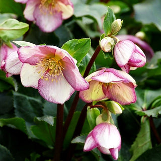 Schneerose ' Ros.'Picotee' (Helleborus x gld. HGC Ice N)