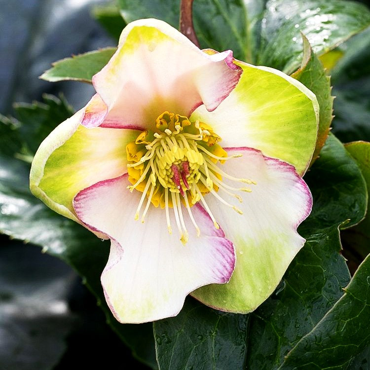 Schneerose ' Ros.'Picotee' (Helleborus x gld. HGC Ice N)