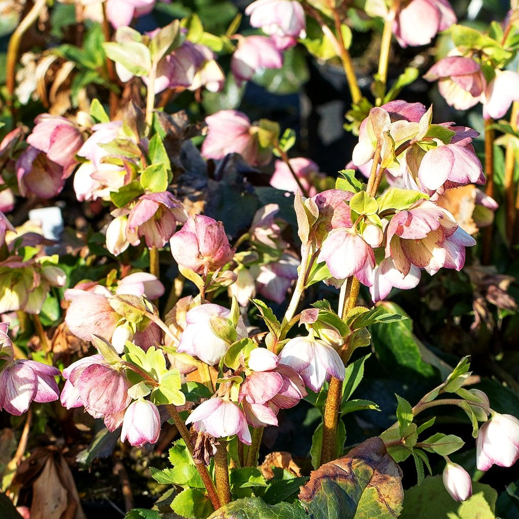Schneerose ' Ros.'Picotee' (Helleborus x gld. HGC Ice N)
