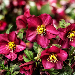 Schneerose ' Ros.'Red Romance' (Helleborus x gld. HGC Ice N)