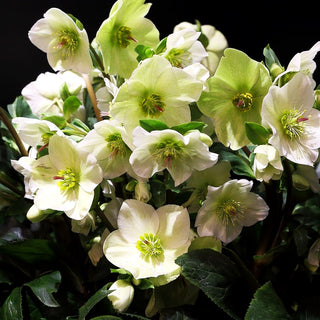 Schneerose ' Ros.'White' (Helleborus x gld. HGC Ice N)
